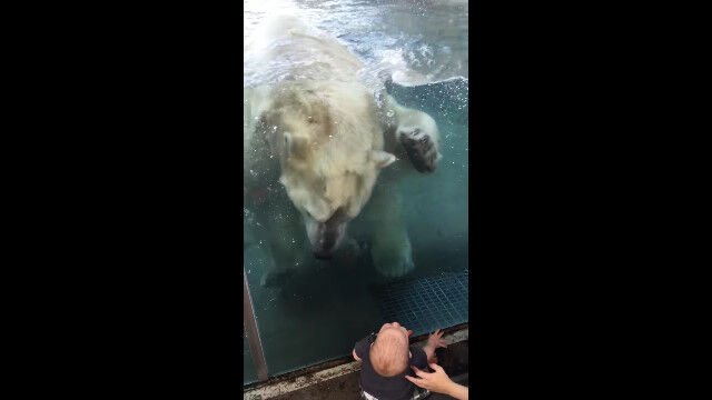 ガラスの向こうの赤ちゃんを、捕食する気満々なホッキョクグマさん
