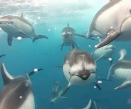 ����ϸ���Ū�����륫�η��줬�ˤ��Ѥ����̤��黣�Ƥ�������