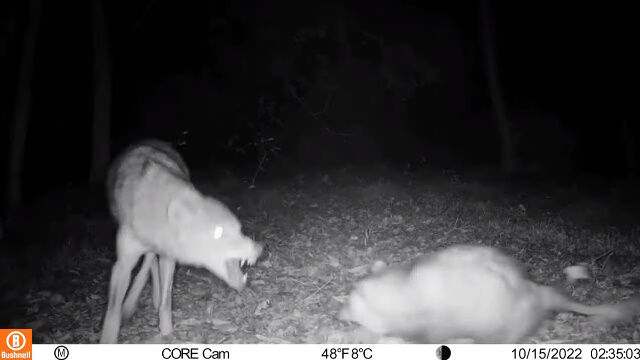 コヨーテに襲われて死んだふり。擬死行動により難を逃れるオポッサムをトレイルカメラが撮影
