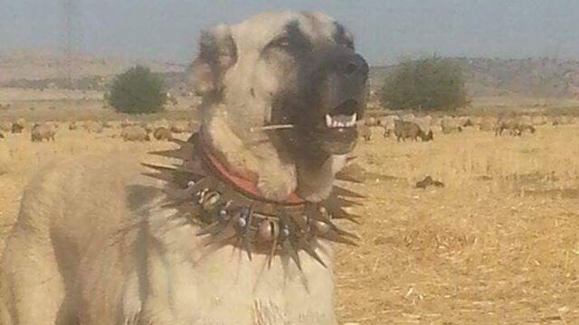 凶暴な犬のイメージである「トゲ首輪」は、オオカミから犬を守るためのもの