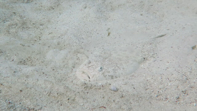 名前と見た目のギャップが大きすぎる魚、スターゲイザー(ミシマオコゼ)。砂の下に身を隠して獲物を待つ