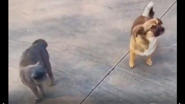 尾行がヘタクソすぎるワンコ