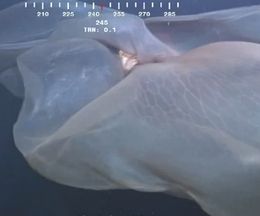 ����5��᡼�ȥ�ˤ��椿�����ջפ���ä��ۤΤ褦�ʿ������ʪ��ȯ�������