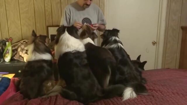 この中に1匹だけ、飛び抜けて賢い犬がいる……