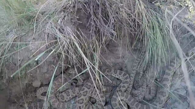 【閲覧注意】背筋ゾクゾクしまくり。ガラガラヘビがうじゃうじゃ蠢く穴を至近距離から撮影した映像が恐ろしい