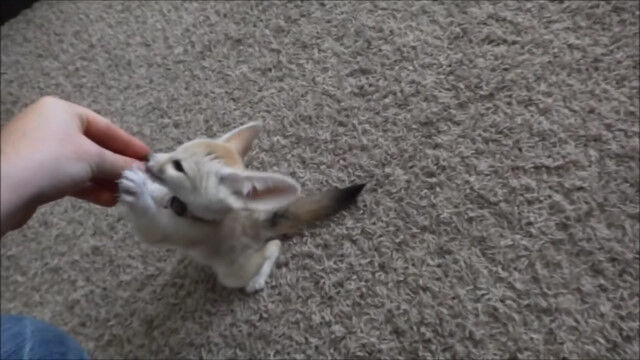 �֤�����ꡪ�פ���������֤����ե��ͥå�