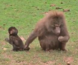 �Ϥ��������Υ���ʤ������ä������ݸ�ʱ��������