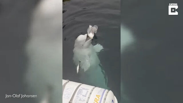 ���̲�����䤵�����������顣�����Ȱ���ͷ�Ӥ����餷���������륫