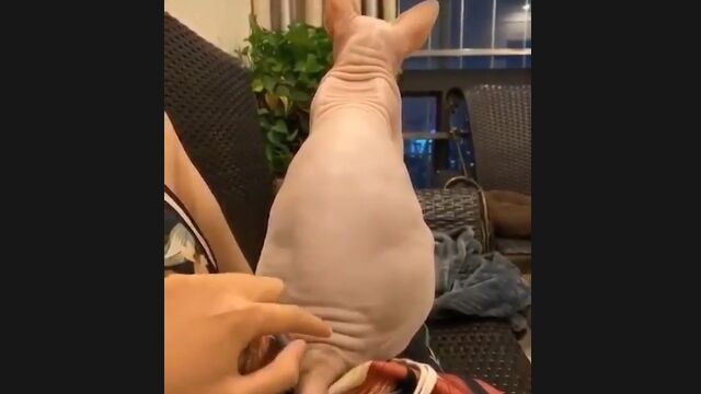 �ӤΤʤ�ǭ�����ե��󥯥���ĥ�ĥ󤷤�����ȿ��������