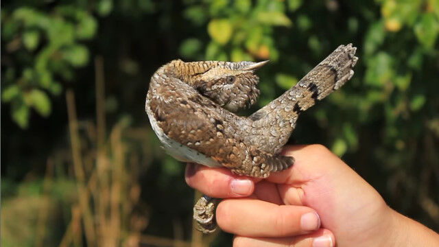 普通なら折れてる角度まで首を曲げる小鳥、アリスイの柔軟性が凄い