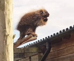 �ڤλޤξ��Ƨ��Ƨ�ߡ����Τ��٤��ޥ��饷