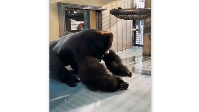 �֥쥤�����󥹤Τ褦�ʥ��ԥ�򸫤��르��顣��ͷ�Ӥ�ڤ���Ĥ��Ǥ���Ϫ