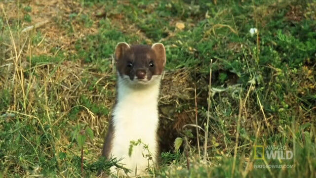 �֤դ����ʤ��ɤ�פǥ��������𤵤��륪������μ���Υƥ��˥å�