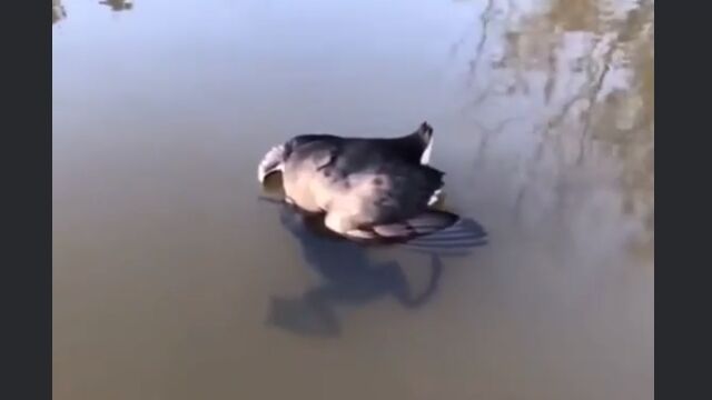 ���Ǥ���߹��⤦�Ȥ��륫���뤹�����������Х��Ƭ����߹���Ǥ�����ȯ��