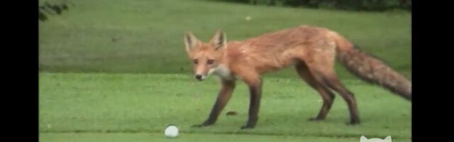 ����ե��������Ҷ��Ǥ��Ĥ����Ǥ������ĥͤ�������եܡ���򵤤����ä��餷��