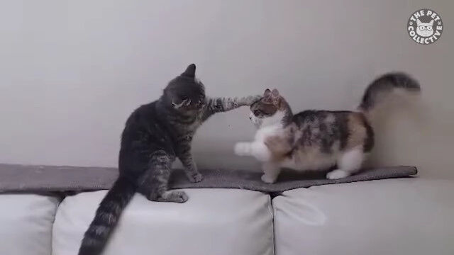 あなたは笑わずにいられますか?思わず笑いそうになる、猫の面白映像集