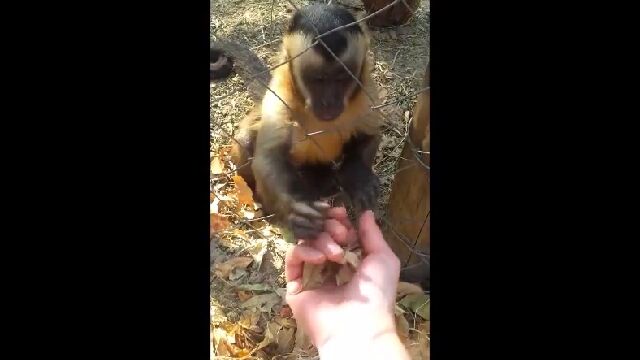 「ねぇねぇ!クシュってやって!」枯葉を握りつぶして欲しくて催促してくるサルが可愛い