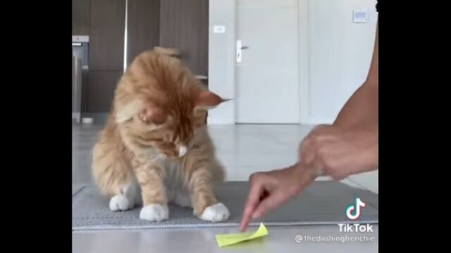 ǭ�ˤ����Ф�������ˤϡ���䵻�ȥ���Ĥ�Ȥ��Ф���