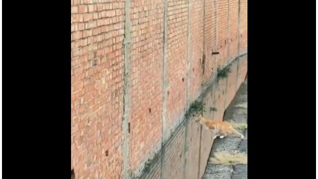 ����ư���ҤȤĸ��������Ǥ⡢ǭ�α�ư���٤ι⤵���Ǥ���