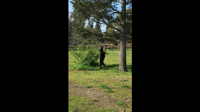 「この枝が欲しいのに!!」木の枝がどうしても欲しくて頑張る犬