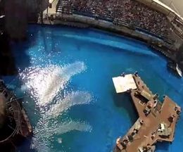 Ͽ˥С륹ΥɤбԻǻƤ