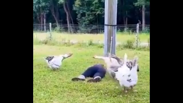 心配してくれてる？ガチョウたちの前で倒れてみた結果……