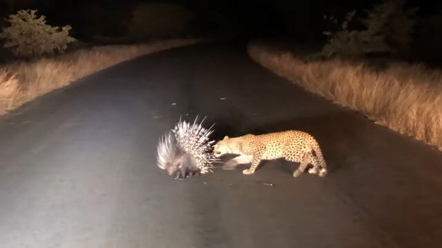 ޥ饷ʤȤ٤褦Ȥ㤭ҥ祦Ť臘2ɤι