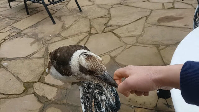 �֤��οʹ֤�Ϥʤ����״鸫�Τ�Υ�����������饤���糧�ߤ���ʹ֤������