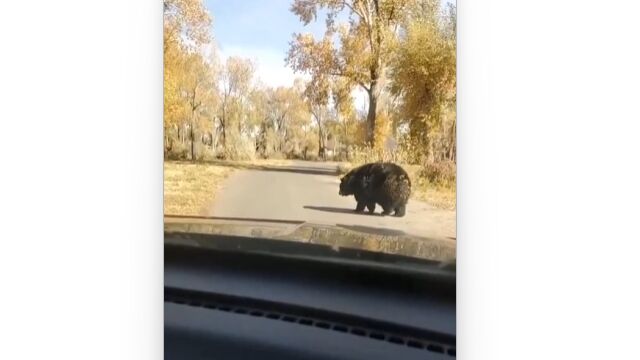 間違いなくクマなんだけど、だいぶクマっぽくないクマ