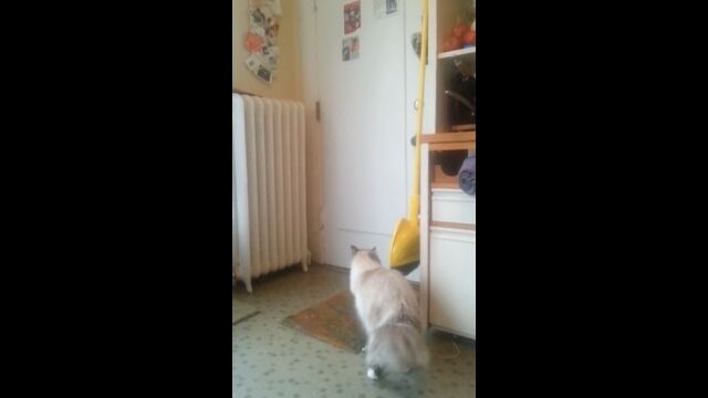 飼い主帰ってきた!長期間留守にしていた飼い主の帰宅を、喜び迎え入れる猫の反応