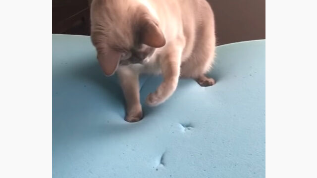 ������ư�����Ի׵Ĥ����롪�ġĤȡ���ȿȯ�ޥåȥ쥹�˺��Ǥ��Ƥ��ޤ�ǭ