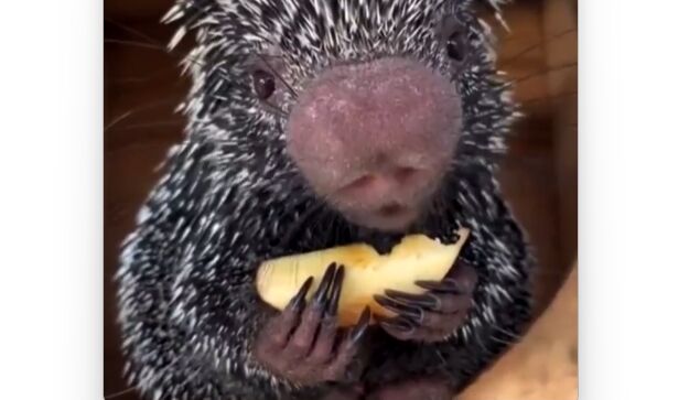 ��󥴤򿩤٤��֤�����ޥ��饷��ɡ�η꤬�ܤäݤ��ơ�����ʪ�˸����Ƥ��ޤ�