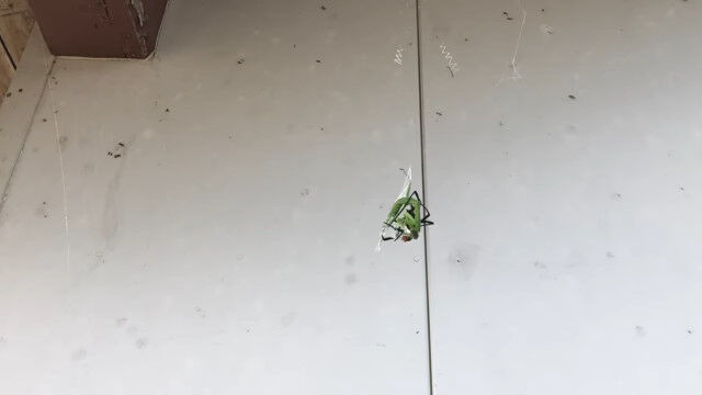 【閲覧注意】蜘蛛の巣にかかったカマキリと蜘蛛との、食うか食われるかの戦いが凄い