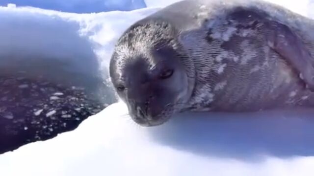 �褯���륦���åǥ륢���饷�λҶ�����Υ�줷���Ȥ�Ω�������ͻҤ򻣱�