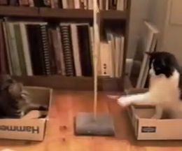 �֤鲼�����ܡ�����Ǥ��礦���ݡ��ġ��ƥ����ܡ����ͷ��ǭ����