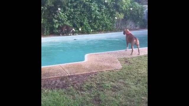 なんという策士!オモチャをプールに浮かべ、他の犬を誘い込む犬