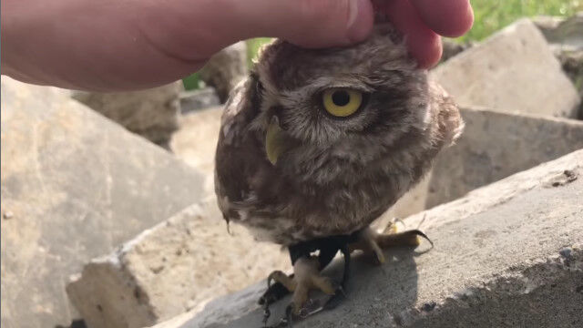 ふわふわモフモフに触りたい。ナデナデされる小さなフクロウが可愛い