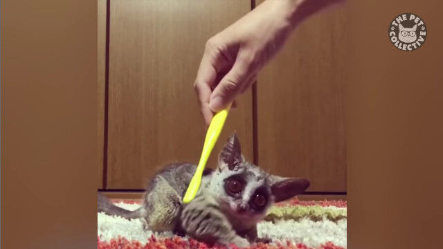 �ڤ��Ȥ������������������Ȥ���ưʪ�����α�����