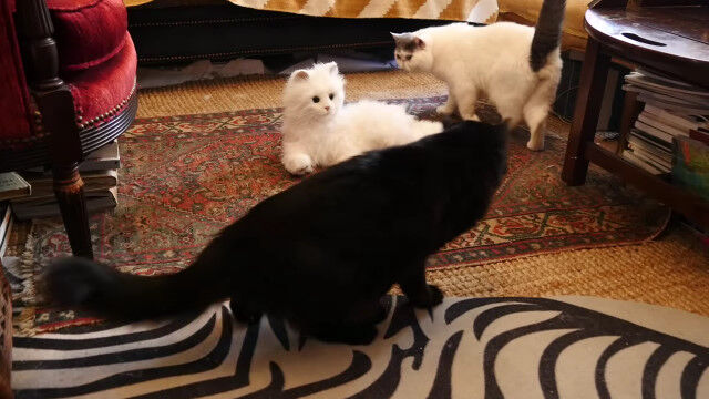 �ٲ����ĤĤⶽ̣�š��������ܤ�ǭ���å���ʥ��ܥå�ǭ���Ф���ǭ������ȿ��