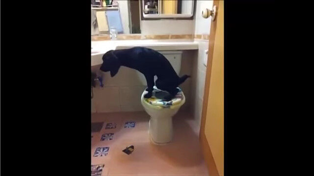 人間用のトイレで用を足し、ちゃんと水を流す賢いラブラドール・レトリバー