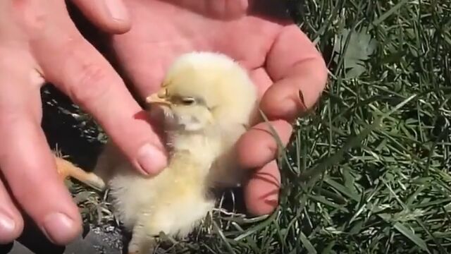 お腹を優しく撫でられると、眠くなってしまうヒヨコ