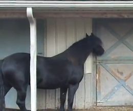 æ�����뤷æ�������롢���ѤǸ����ϤΥޥꥷ�奫����