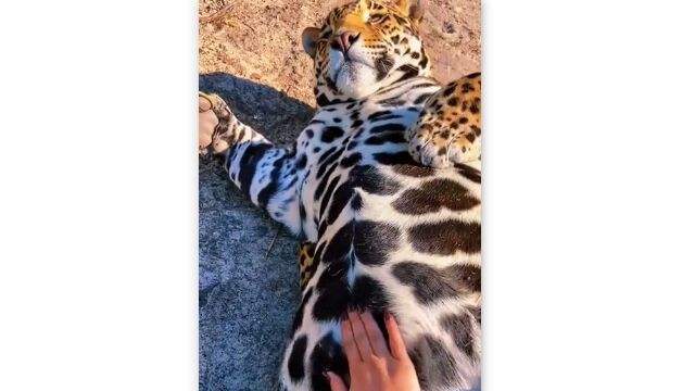 �İ������ɿ��ۤˤʤ��٥�����ä��祸�㥬������