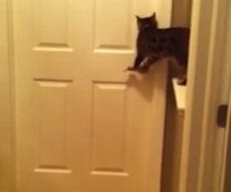 ˴ѡɥ򳫤3ɤθ򾷤ǭ