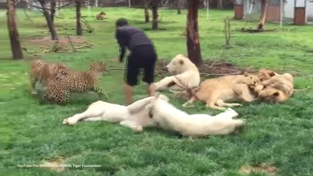 危機一髪!飼育員の背後から飛びかかる豹と、その動きを察知して豹を止めるトラ