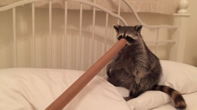 �ɤ����ԥΥ������֤��������ä��餷����������οĤ�ͷ�֥��饤����