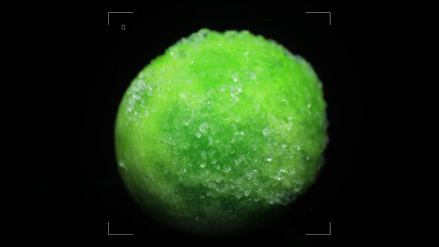 凍りついた野菜や果物が溶けゆくさまを接写したマクロ映像