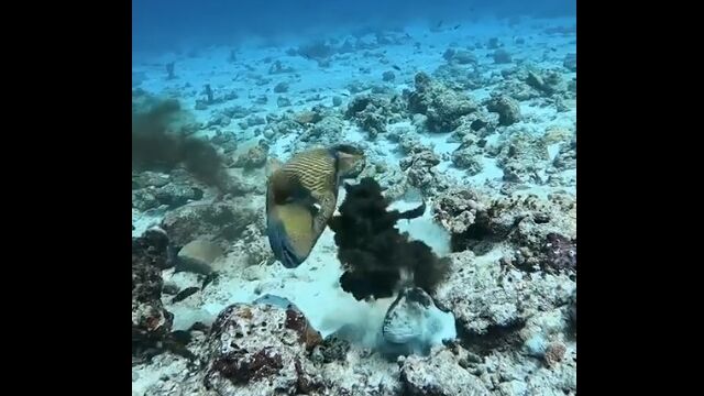 ゴマモンガラに狙われて、墨と擬態で抵抗するタコ