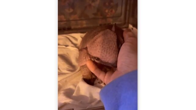 小さくて丸っこくて人懐っこいアルマジロの赤ちゃんがポケモンみたいな可愛さ