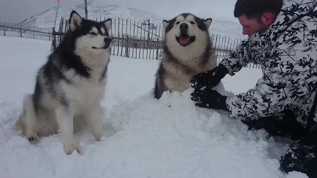 雪に埋められてもおすわりしたまま。ちょっと嬉しそうにも見えるアラスカン・マラミュート犬